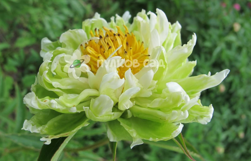 Green Halo на Пулков Сад