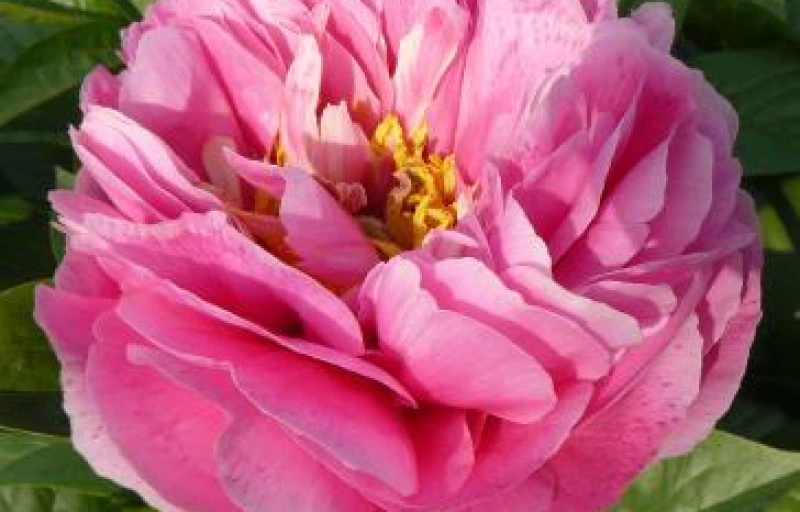 Kathy's Touch на Пулков Сад