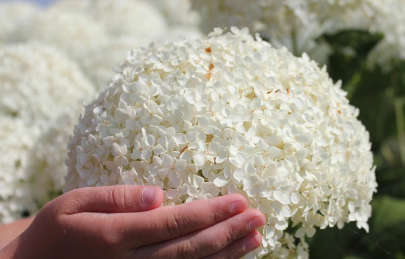 Annabelle на Пулков Сад