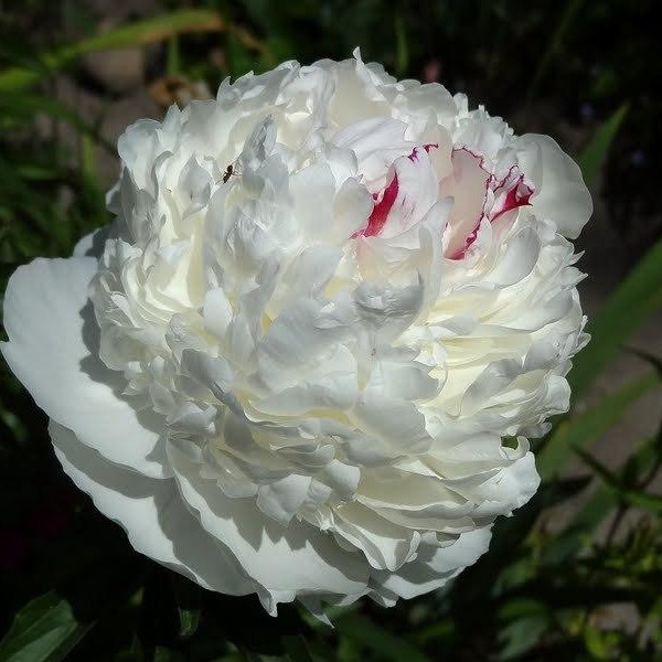 Madame de Verneville