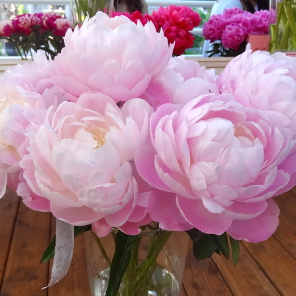 Mrs. Franklin D. Roosevelt