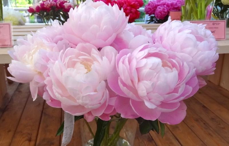 Mrs. Franklin D. Roosevelt на Пулков Сад