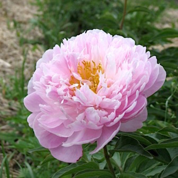 Pink Charmer