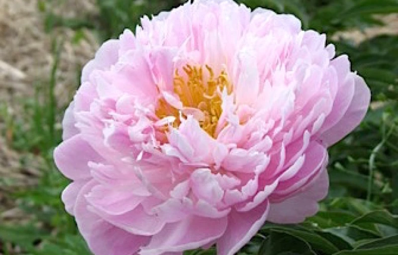 Pink Charmer на Пулков Сад