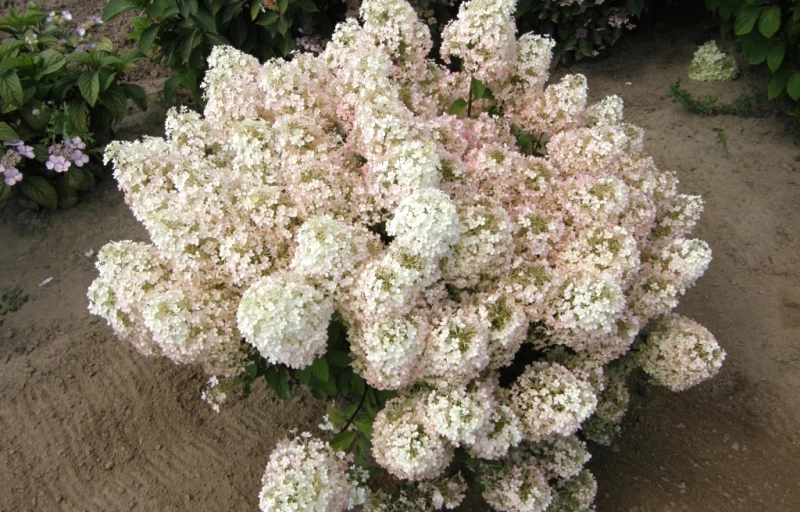 Bobo на Пулков Сад