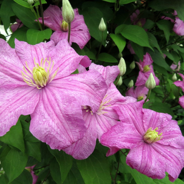 Comtesse de Bouchaud