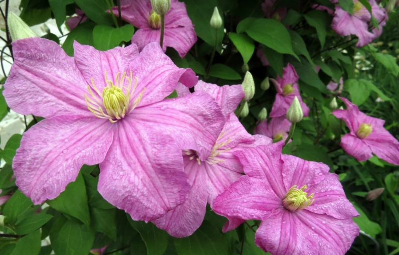 Comtesse de Bouchaud на Пулков Сад