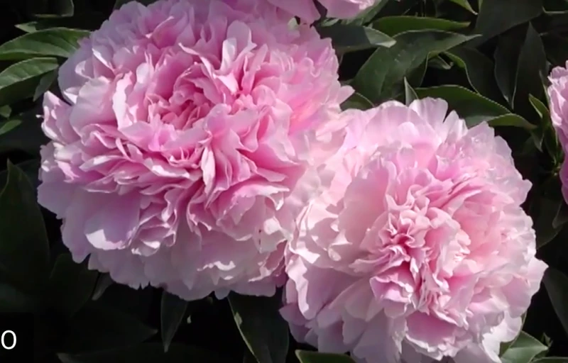 Pink Giant на Пулков Сад