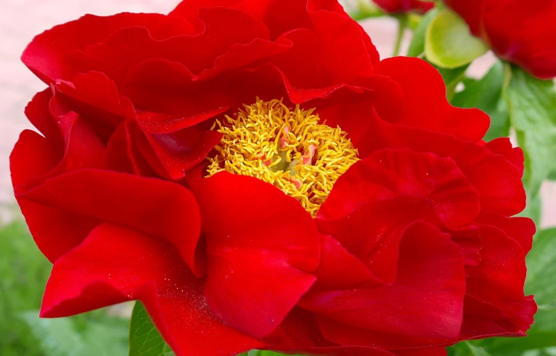 Mackinac Grand на Пулков Сад