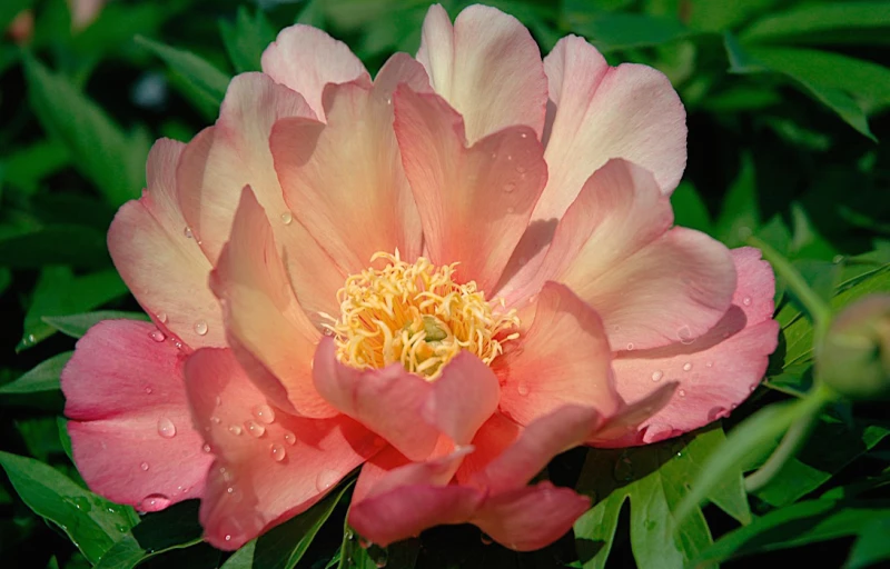 Julia Rose на Пулков Сад