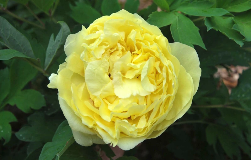 Yellow Crown на Пулков Сад