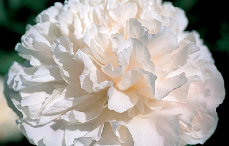 Moon Lit Snow на Пулков Сад