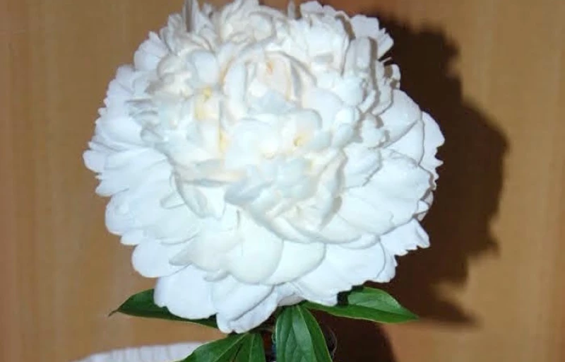 Puffed Cotton на Пулков Сад