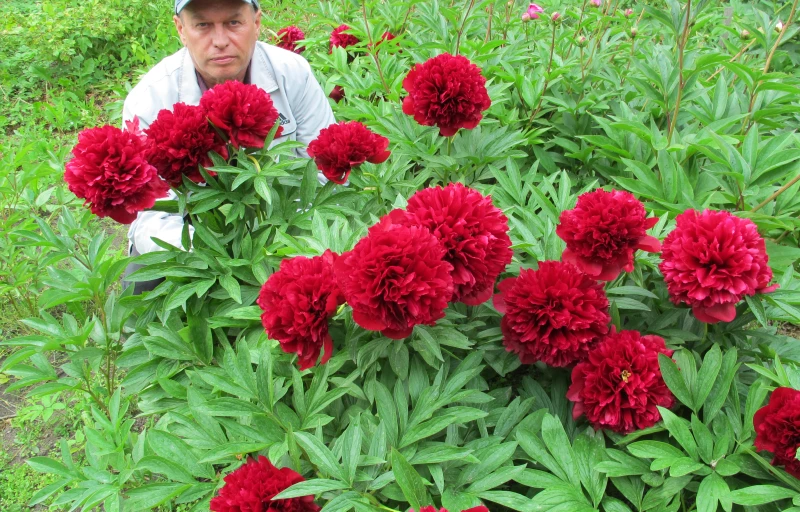 Red Grace на Пулков Сад