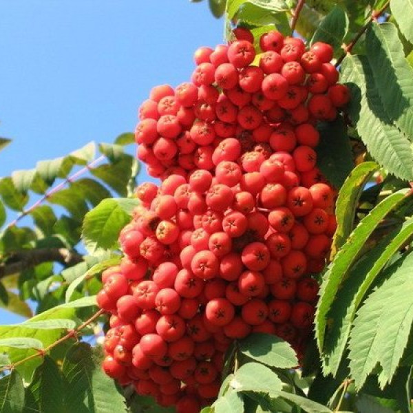 Невежинская