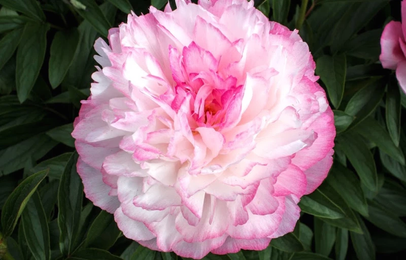 Joker на Пулков Сад