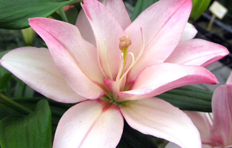 Bentley на Пулков Сад