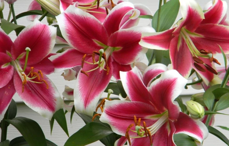 Candy Club на Пулков Сад