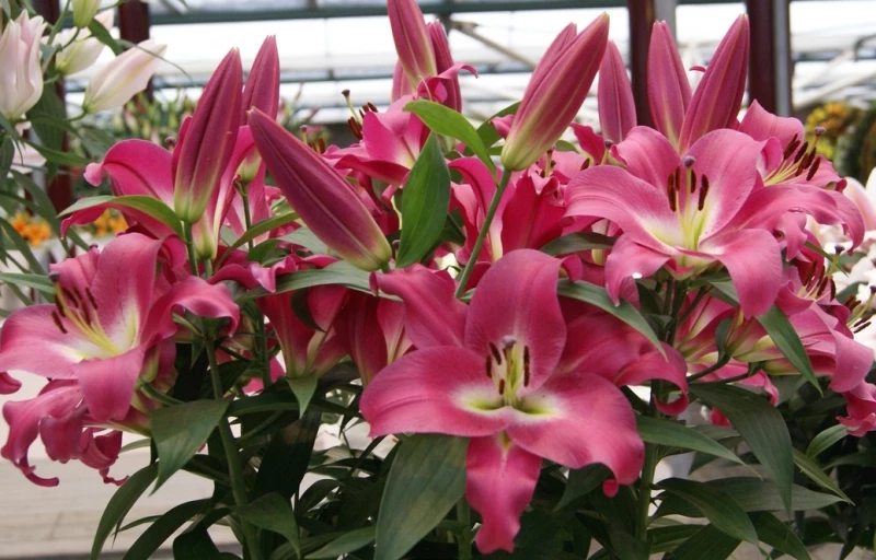 Competition на Пулков Сад