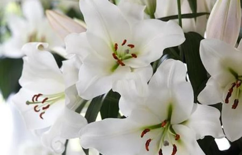 Forever на Пулков Сад