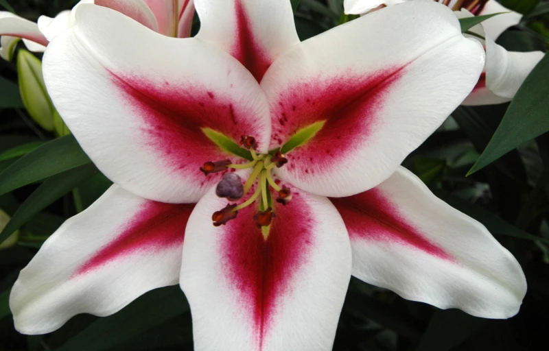 Gaucho на Пулков Сад