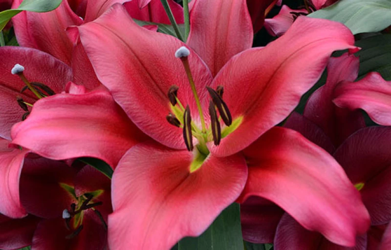 Redford на Пулков Сад