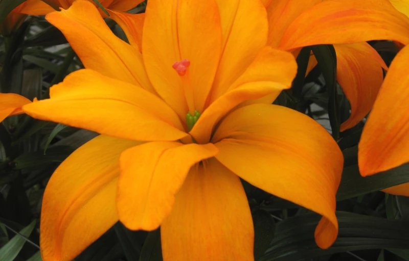 Scoubidou на Пулков Сад