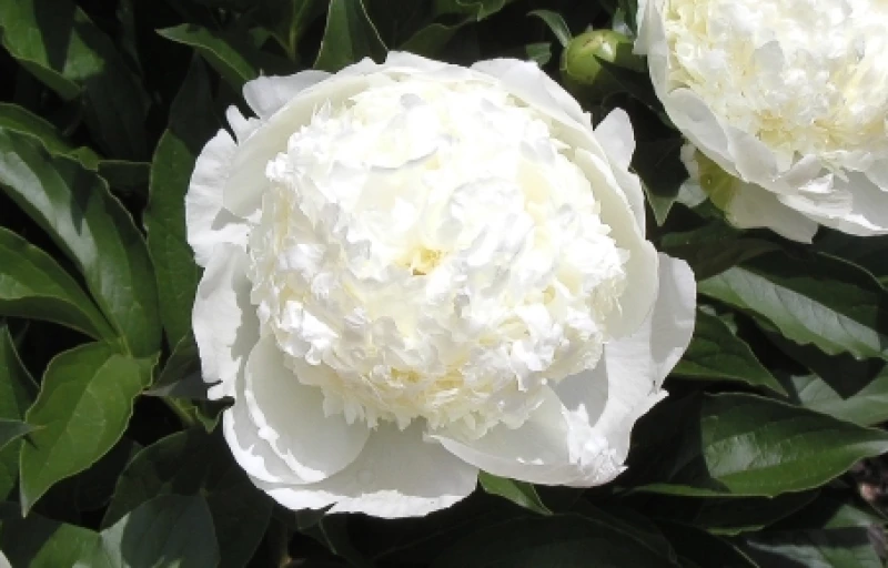 Bridal Gown на Пулков Сад