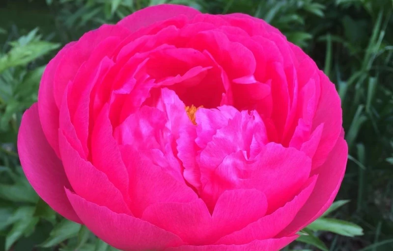 Cytherea на Пулков Сад