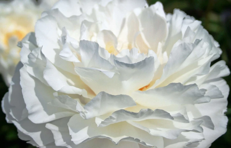 Gardenia на Пулков Сад