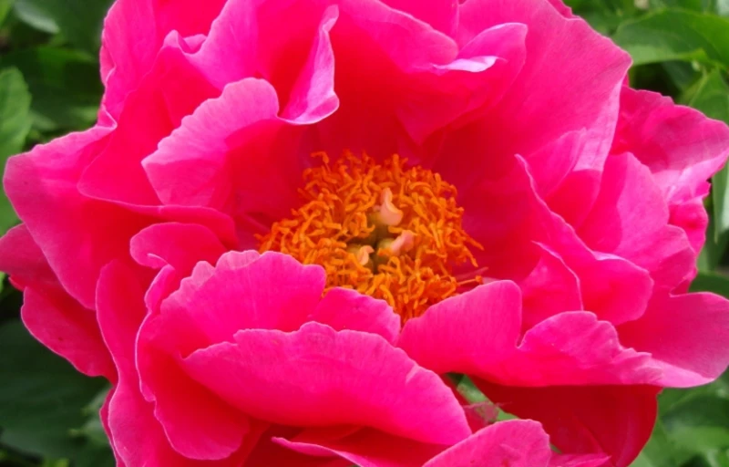 Paula Fay на Пулков Сад