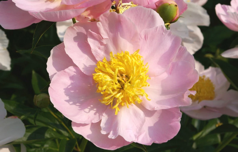 Garden Lace на Пулков Сад