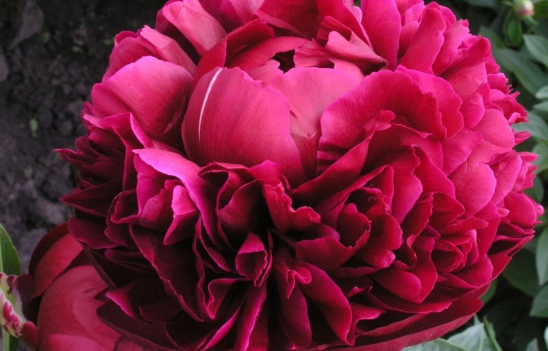 Henry Bockstoce на Пулков Сад