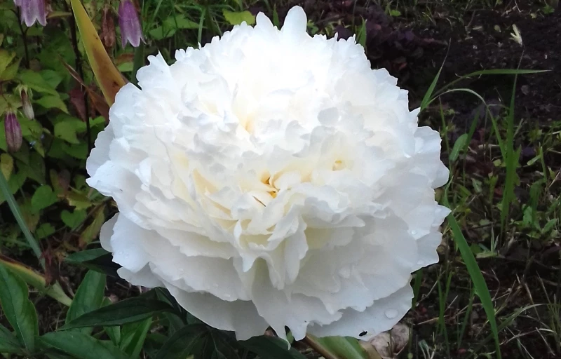 Bowl of Cream на Пулков Сад