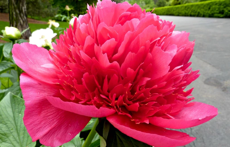 Many Happy Returns на Пулков Сад