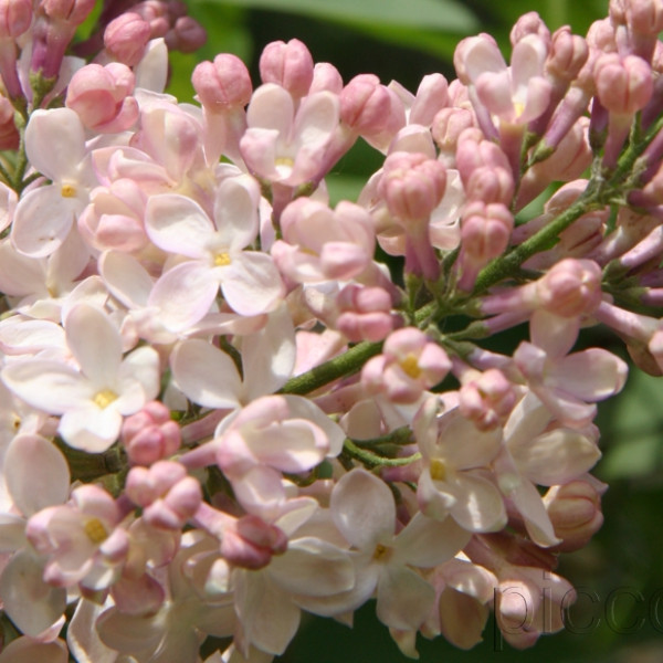 Люси Бальтэ - BIG