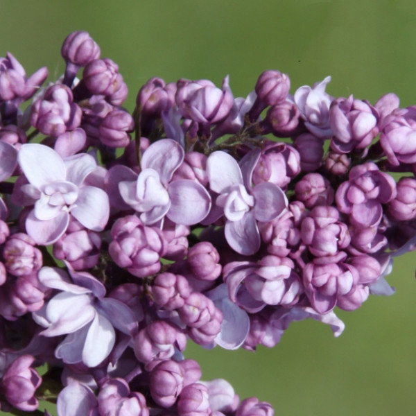 Капитан Перраулт - BIG