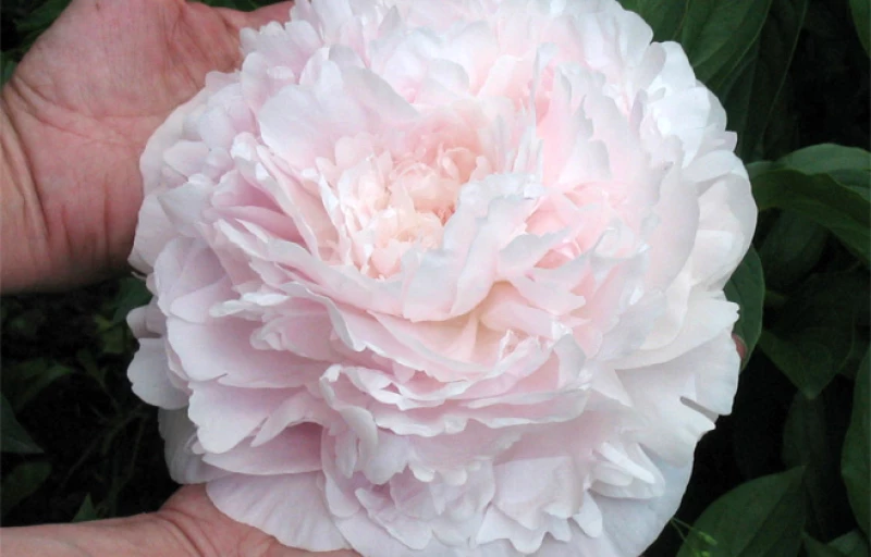 Myrtle Gentry на Пулков Сад