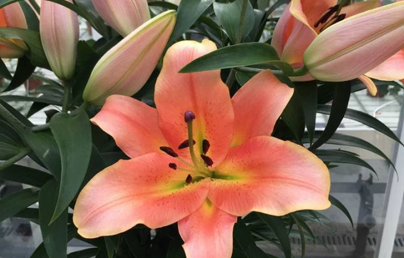 Zelmira на Пулков Сад