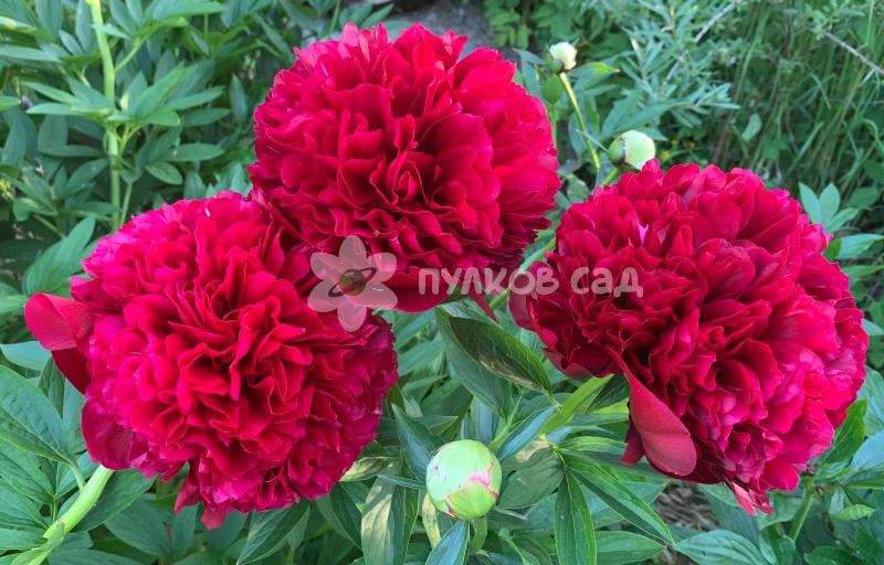 Red Charm на Пулков Сад