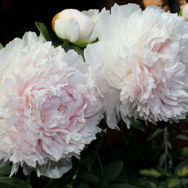 Klehm's Pink Unknown