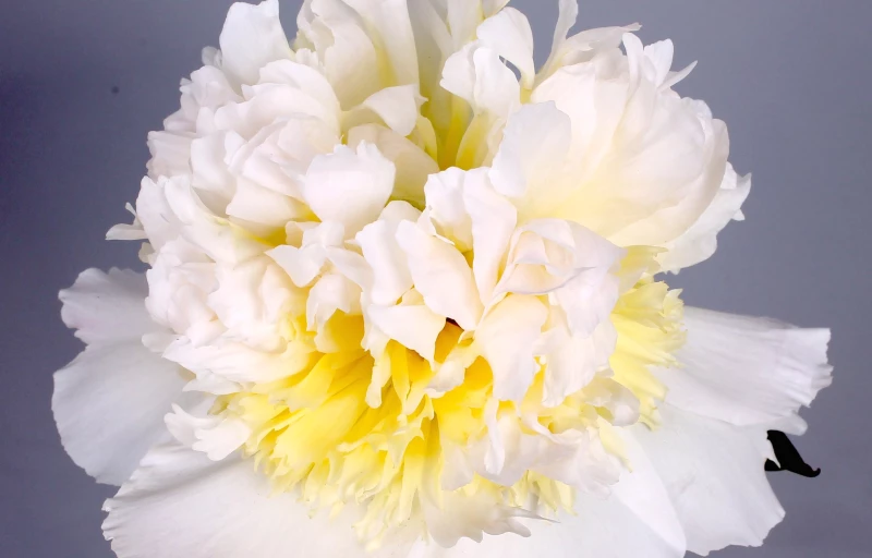 Honey Gold на Пулков Сад