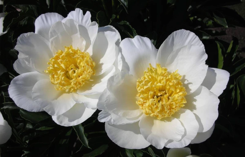 Jan van Leeuwen на Пулков Сад