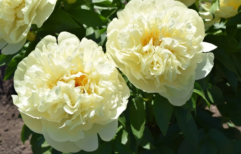 Lemon Chiffon на Пулков Сад