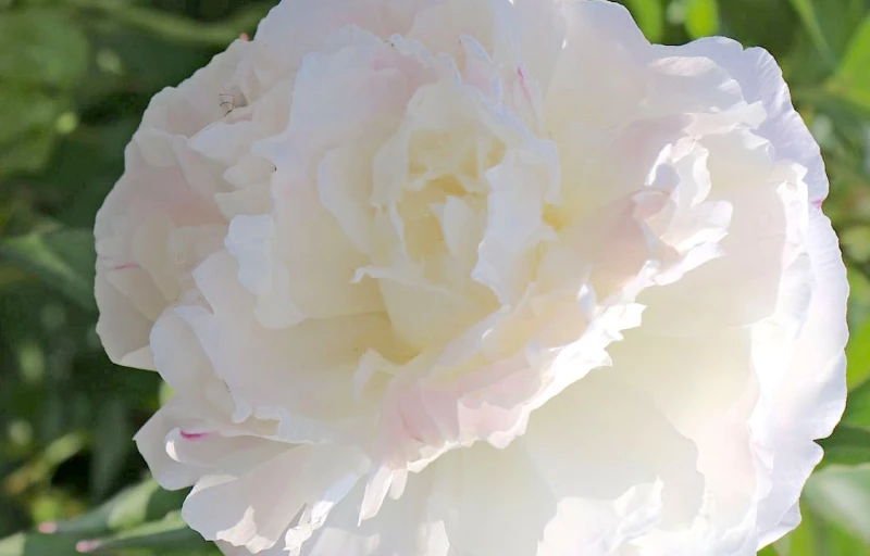 Shirley Temple на Пулков Сад