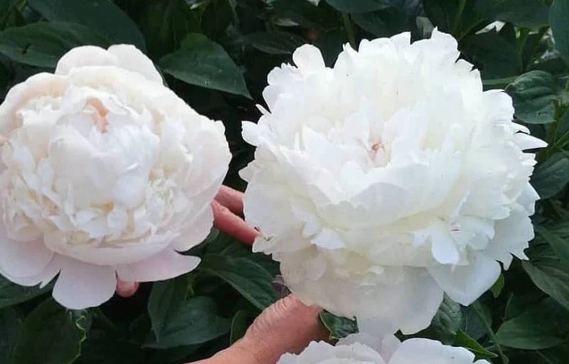 Mary E. Nicholls на Пулков Сад