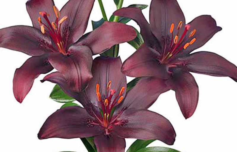 Лилия г. Лилия Dark Secret. Азиатская Лилия дарк. Lilium Asiatic "Dark Secret. Лилии дарк секрет 14/16, Азиат (2шт)