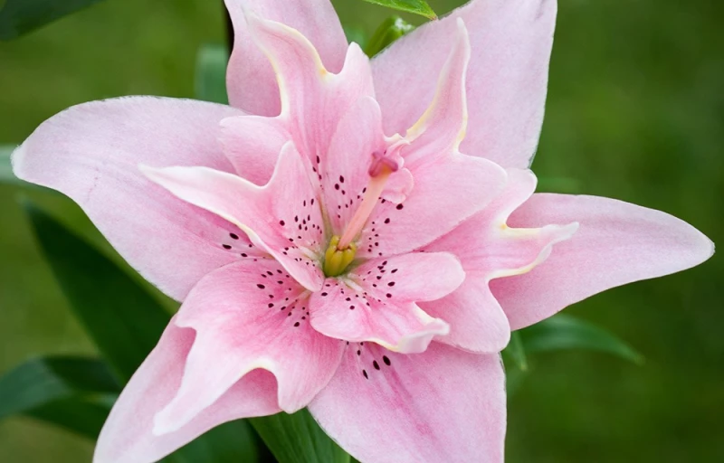 Elodie на Пулков Сад