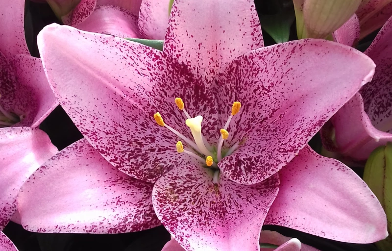 Sweet Sugar на Пулков Сад