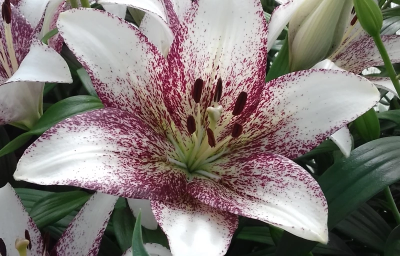 Sweet Zanica на Пулков Сад